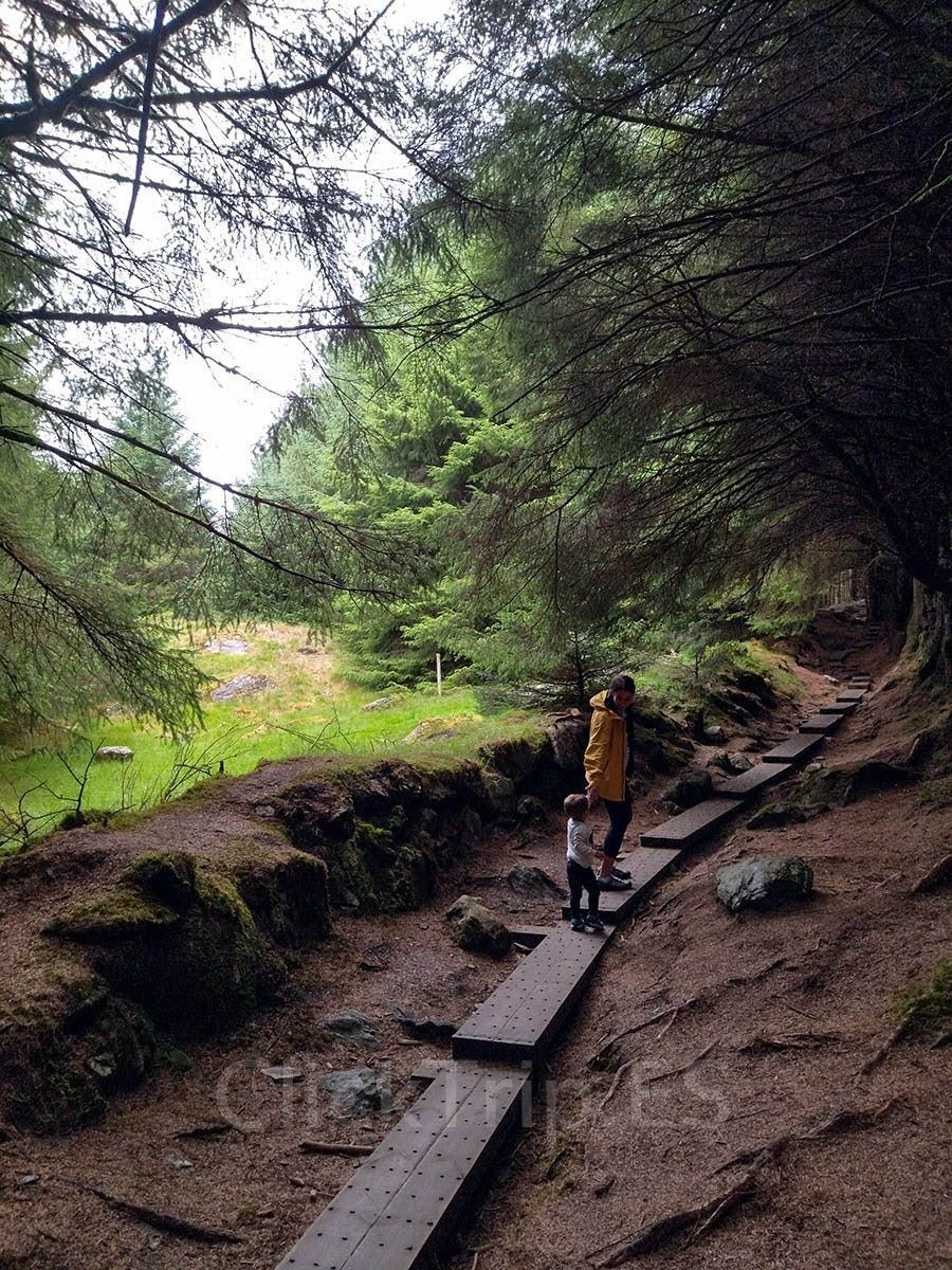 Ballinastoe-Woods-Wicklow-Irlanda-Bosque-Magico-ClickTrip Ballinastoe-Woods-Wicklow-Irlanda-Bosque-Magico-ClickTrip