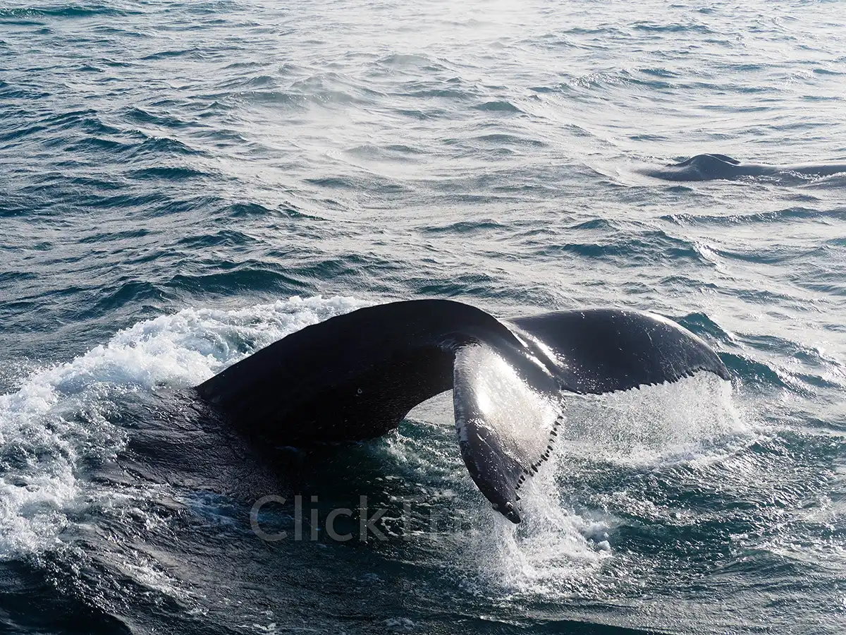 Qué ver en Islandia en 10 días con niños: ruta en coche completa_Ballenas_ClickTrip
