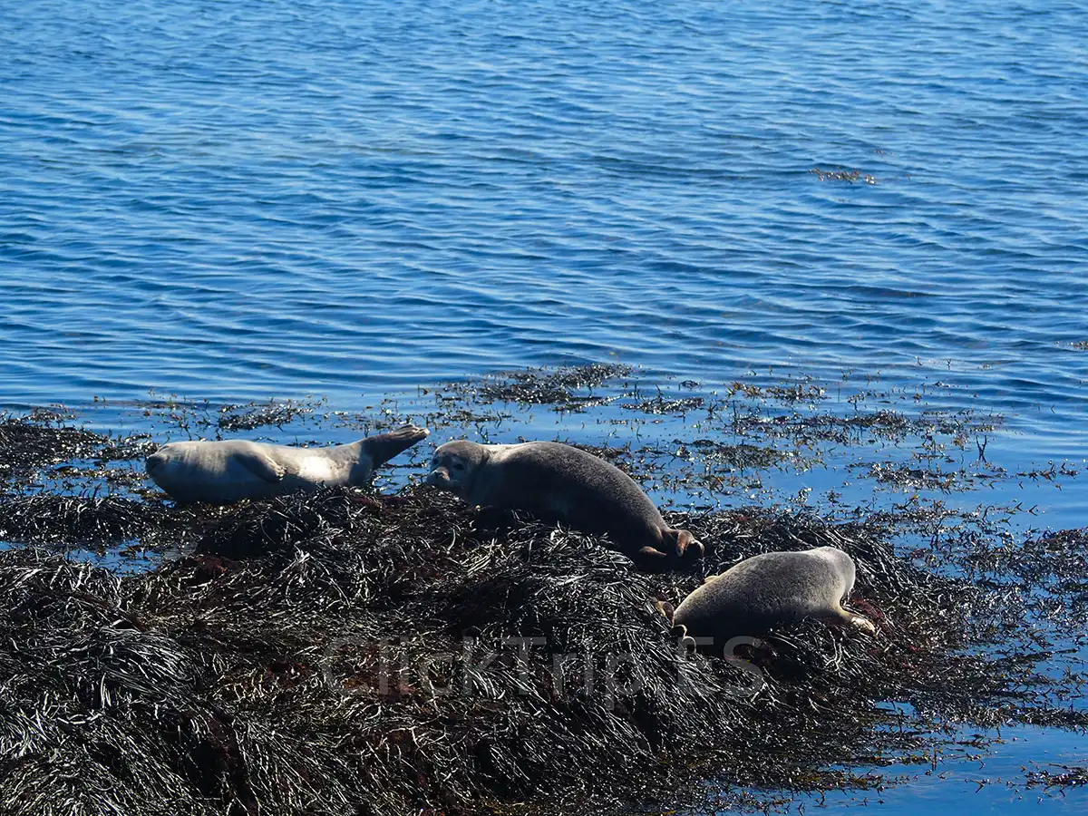 Qué ver en Islandia en 10 días con niños: ruta en coche completa_Focas_ClickTrip