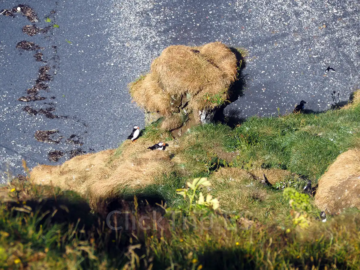 Qué ver en Islandia en 10 días con niños: ruta en coche completa_Puffins_ClickTrip